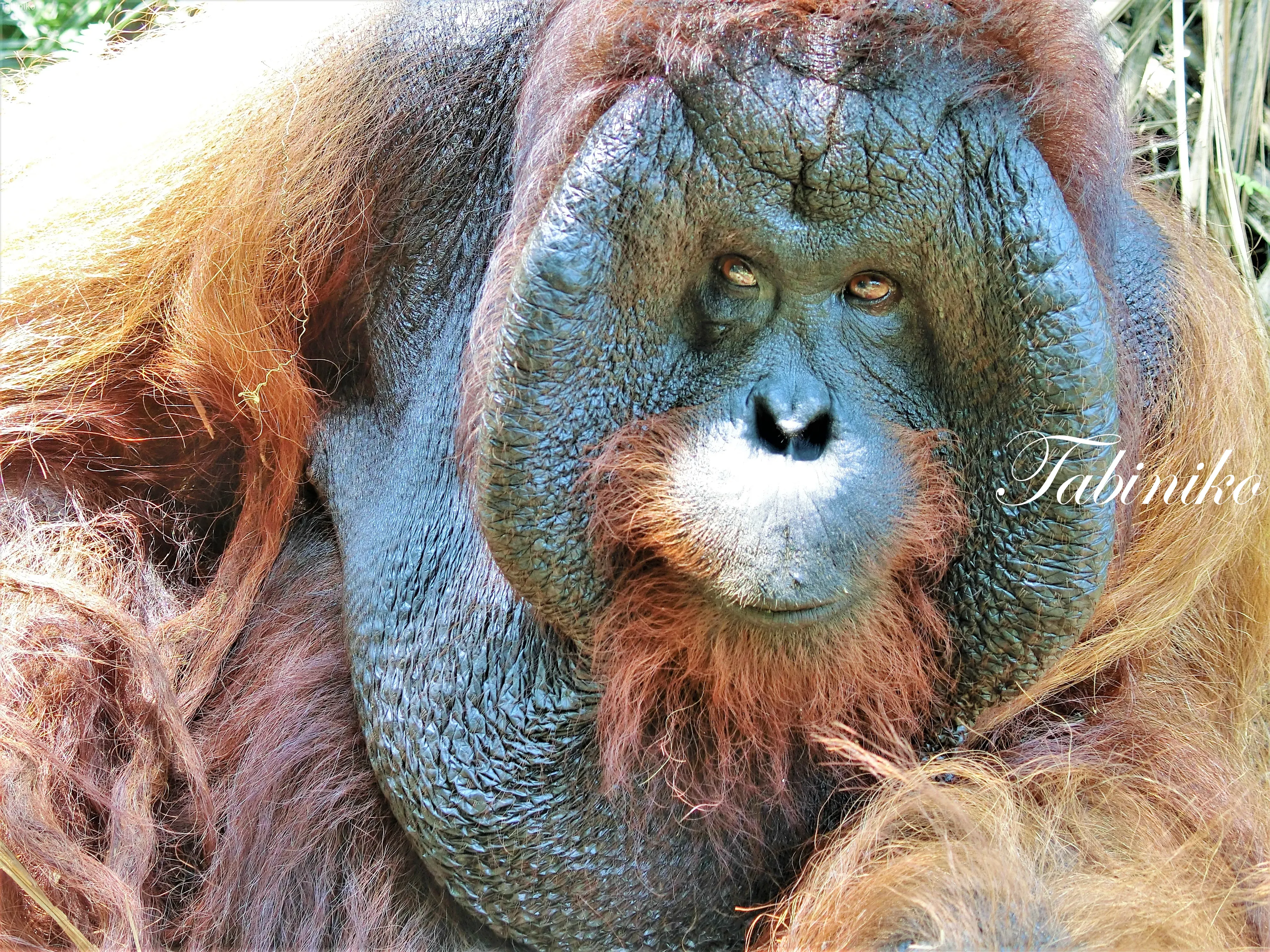 Bukit Merah Orang Utan Island Foundation(ブキッ メラ オランウータン島基金)Semanggol マレーシア旅行