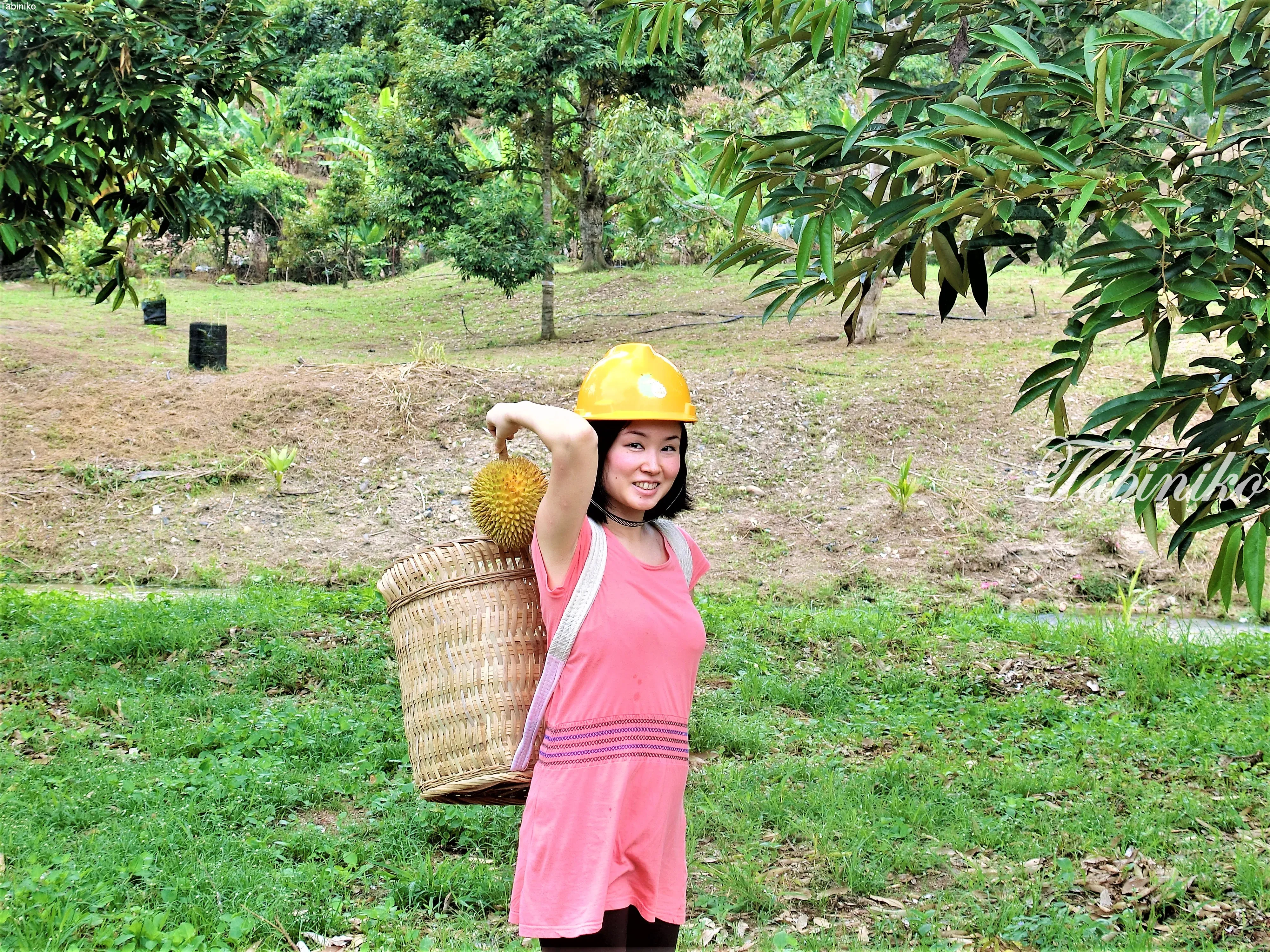 Durian BB Farm in Raub, Pahang. Come and Enjoy All-you-can-eat freshly picked durian! Musang king
